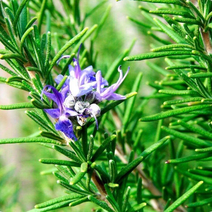 Розмарин будет интереснее вырастить из покупной веточки. 