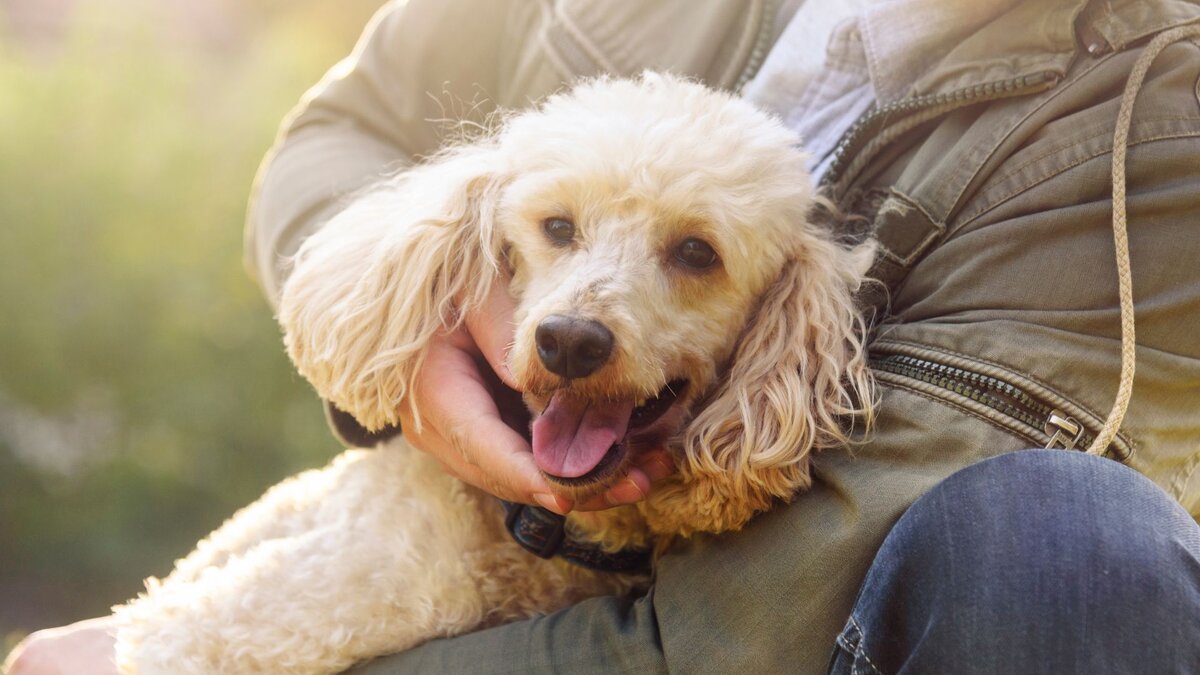 Счастливый пудель с хозяином 