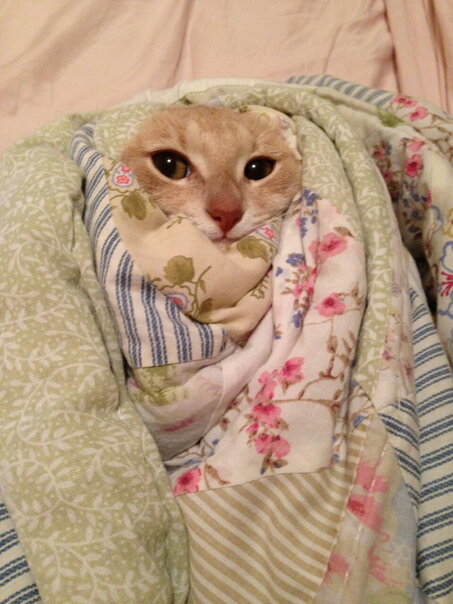 Фото из открытых источников