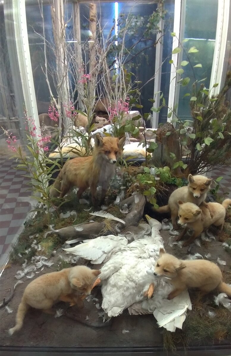 Экспозиция Зоологического музея - лисы на охоте, фото из личного архива автора заметки