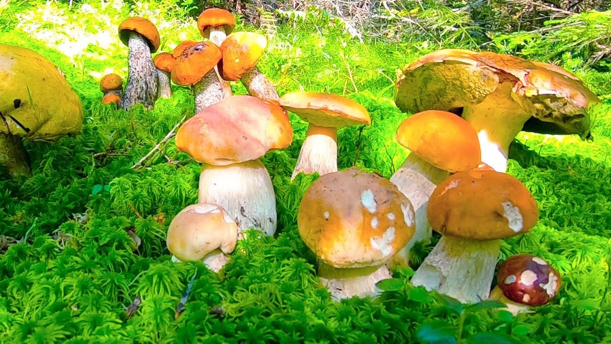 фото из интернета