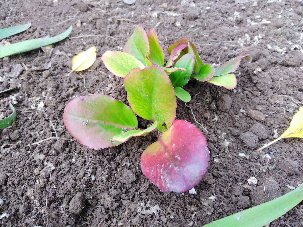 Новинка 2. Бадан гибридный Бэби Долл. Первый бадан в моем саду - крупные мне не нравились, а этот компактный сорт впечатлил именно своей кукольной трогательностью - покраснела, застеснялась :)