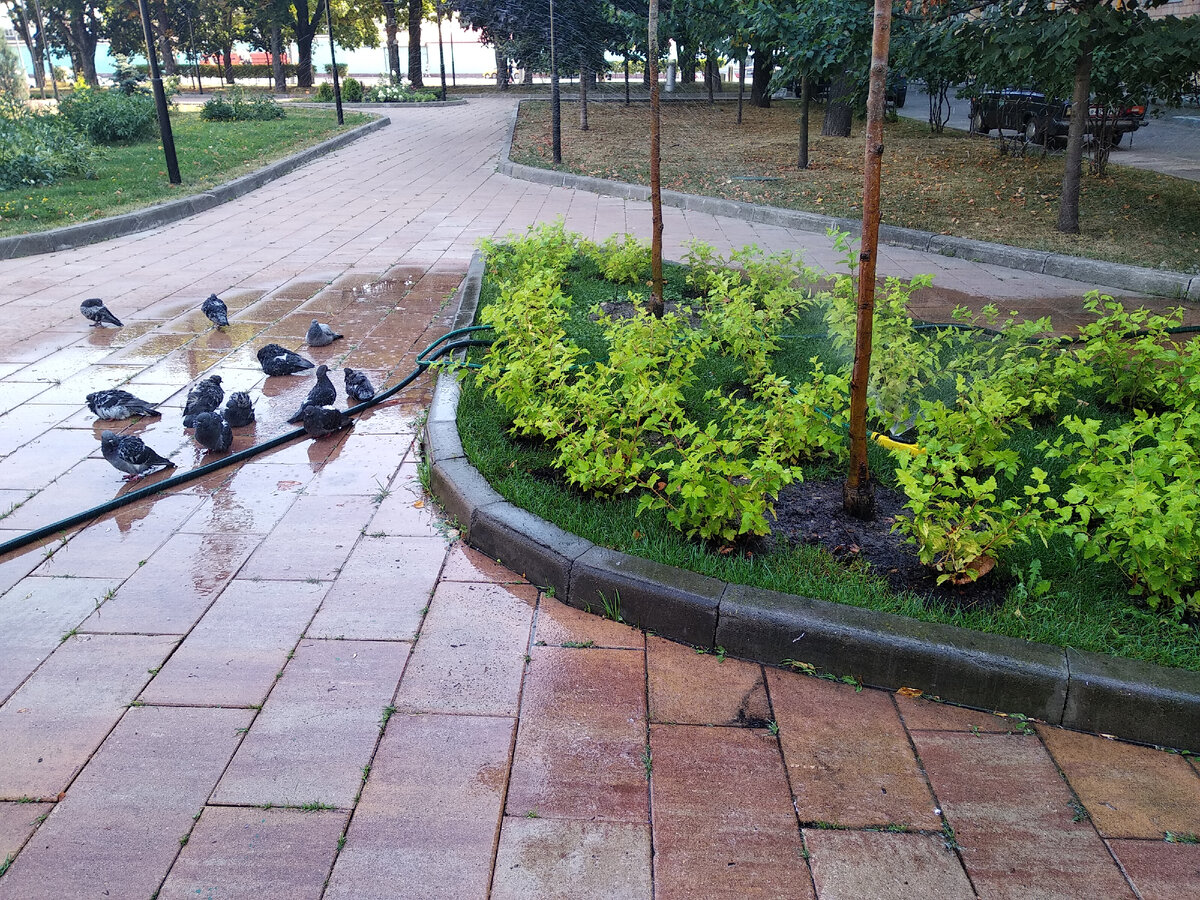 Голуби с таким наслаждением плещутся в воде, что я им даже позавидовала)))