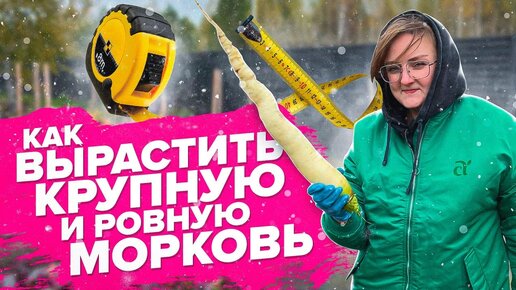 Download Video: МОРКОВЬ ОСЕНЬЮ. КАК ВЫРАСТИТЬ КРУПНУЮ и РОВНУЮ МОРКОВЬ? СОБИРАЕМ УРОЖАЙ!