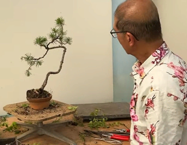 Гавайская рубашка от Джейсона из Йоркшира.  
Бонсай из горной сосны (Pinus mugo) от Питера Чана. Август 2022 г.
Источник: https://www.youtube.com/c/HeronsBonsaiUK