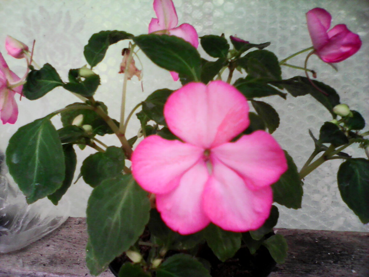 мой бальзамин из семян