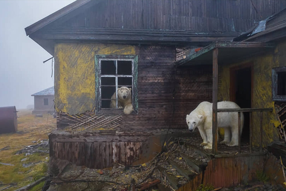 «Дом медведей» Фото: Дмитрий Кох