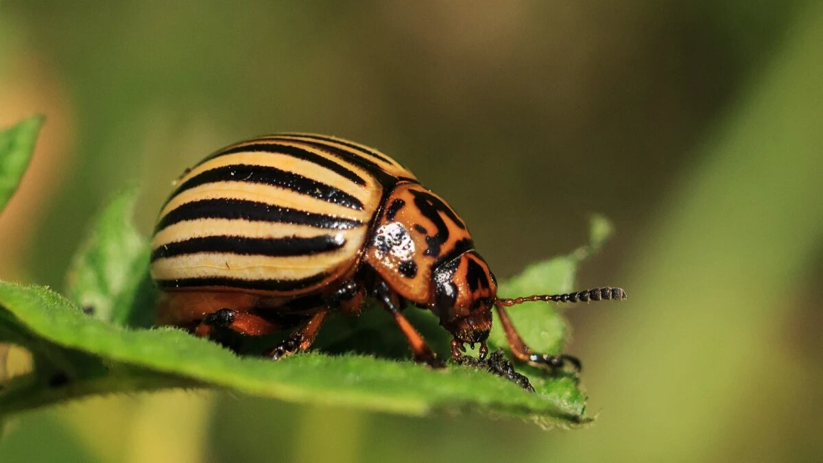 Как бы мы ни старались, но вывести абсолютно всех вредителей, которые пробуждаются или активизируются весной, невозможно. Фото: pxhere.com