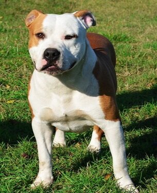 Из интернета