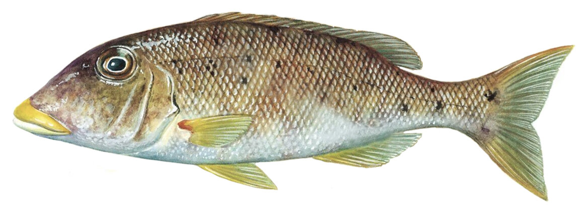 Lethrinus xanthochilus