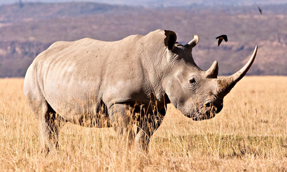 Капелька мёда в бочке дёгтя: южный подвид белых носорогов неплохо себя чувствует, его численность потихоньку растёт.