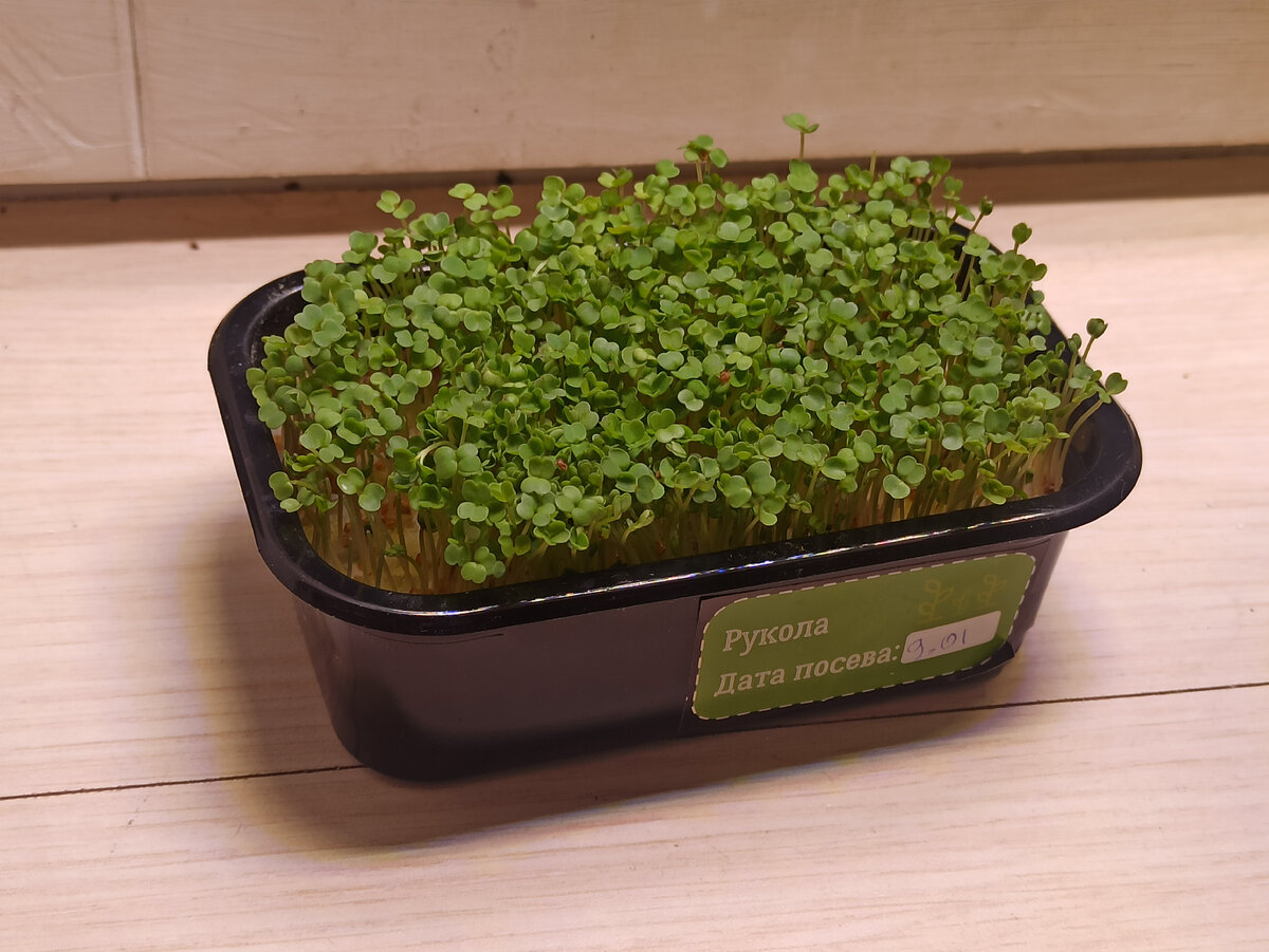 Уже можно срезать