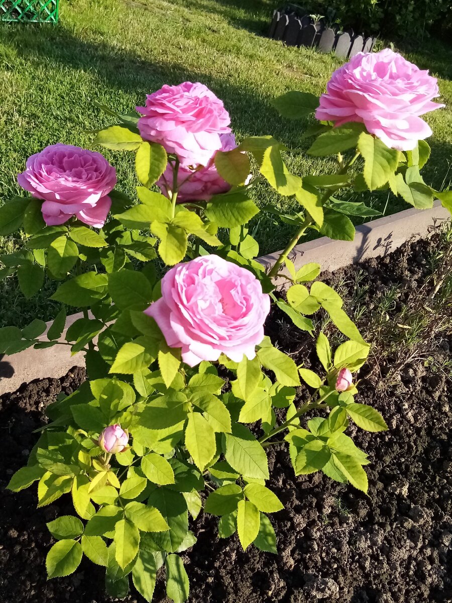 25.06.2020 г. Частичка моего Крыма - чайная роза и лаванда, привезенные из Балаклавы.