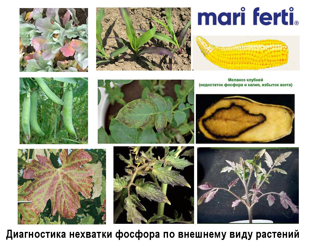 Диагностика нехватки фосфора по внешнему виду растений.