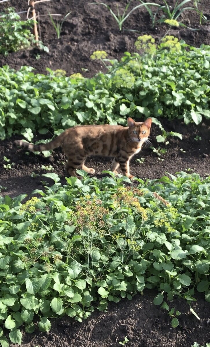 Максимальное расстояние, на которое Лепа позволяла подойти