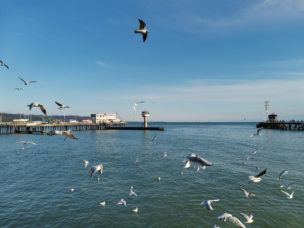 Покормить чаек остатками хлеба