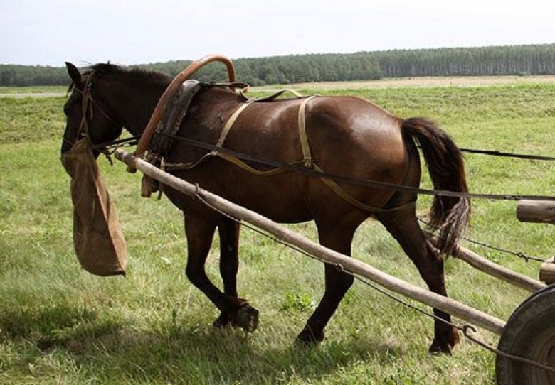 Торба для лошади. Из лошадиных торб на мостовую значение. Торба для лошади. Из лошадиных торб на мостовую значение. Торба для лошади.