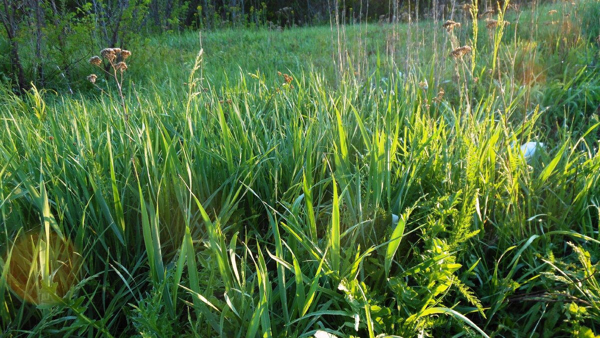 изумрудная зелень в лучах рассвета