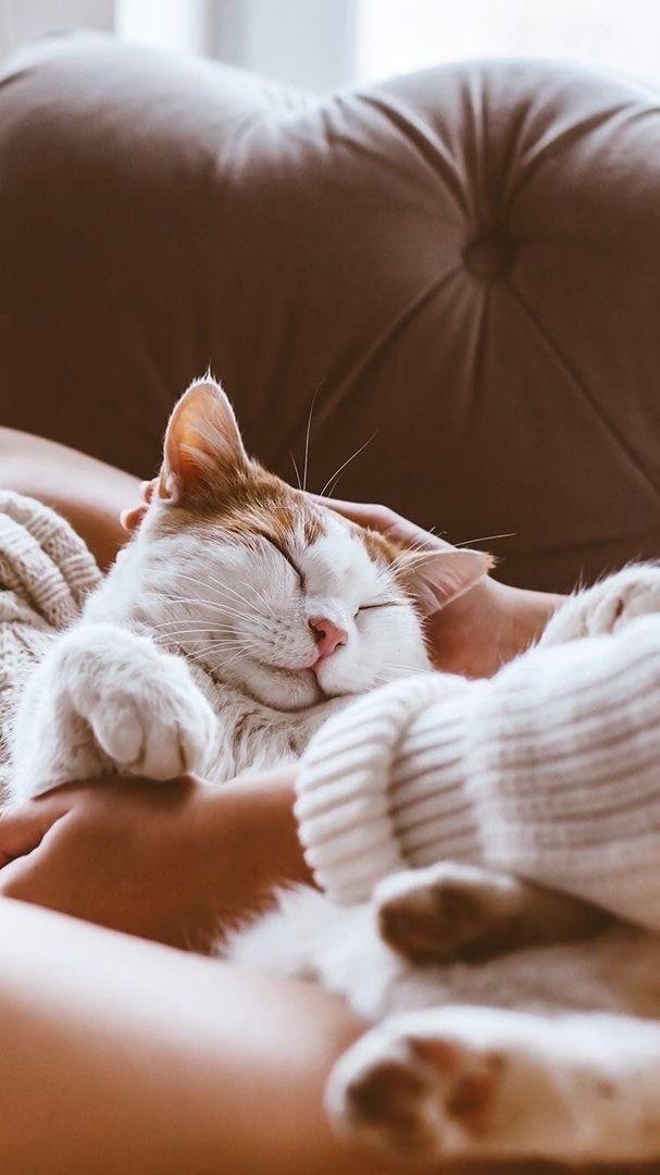 Уход за кошками