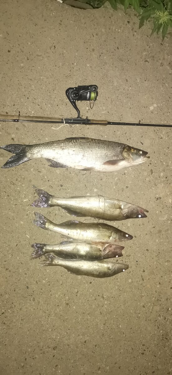 Весь улов за вечер с одним этим воблером. Если быть точнее за 20 мин. 
