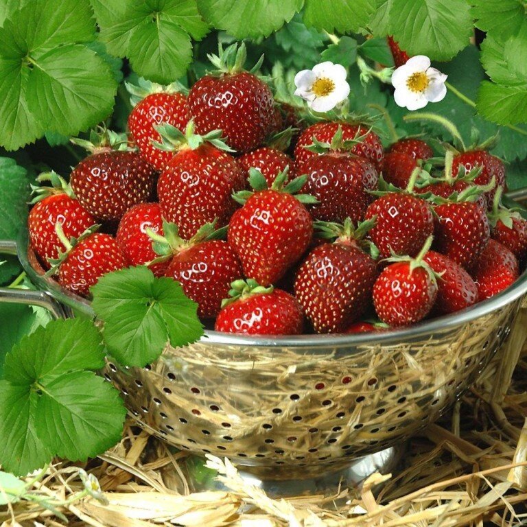 Клубника садовая