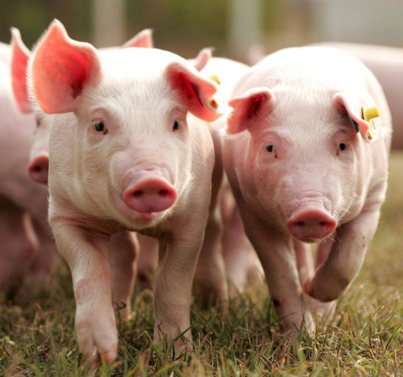 https://donvesti.ru/wp-content/uploads/2020/02/Cheap-live-pigs-for-sale-supply-live-832x777.jpg