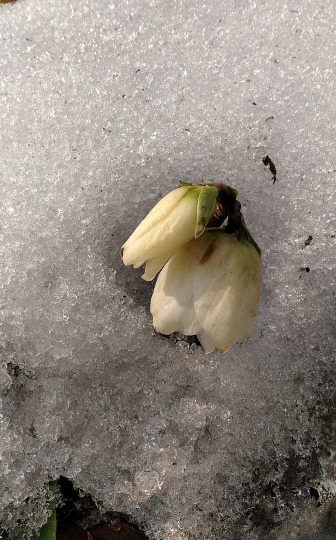 Helleborus niger из сортового голландского микса № 1  (миниатюрный)