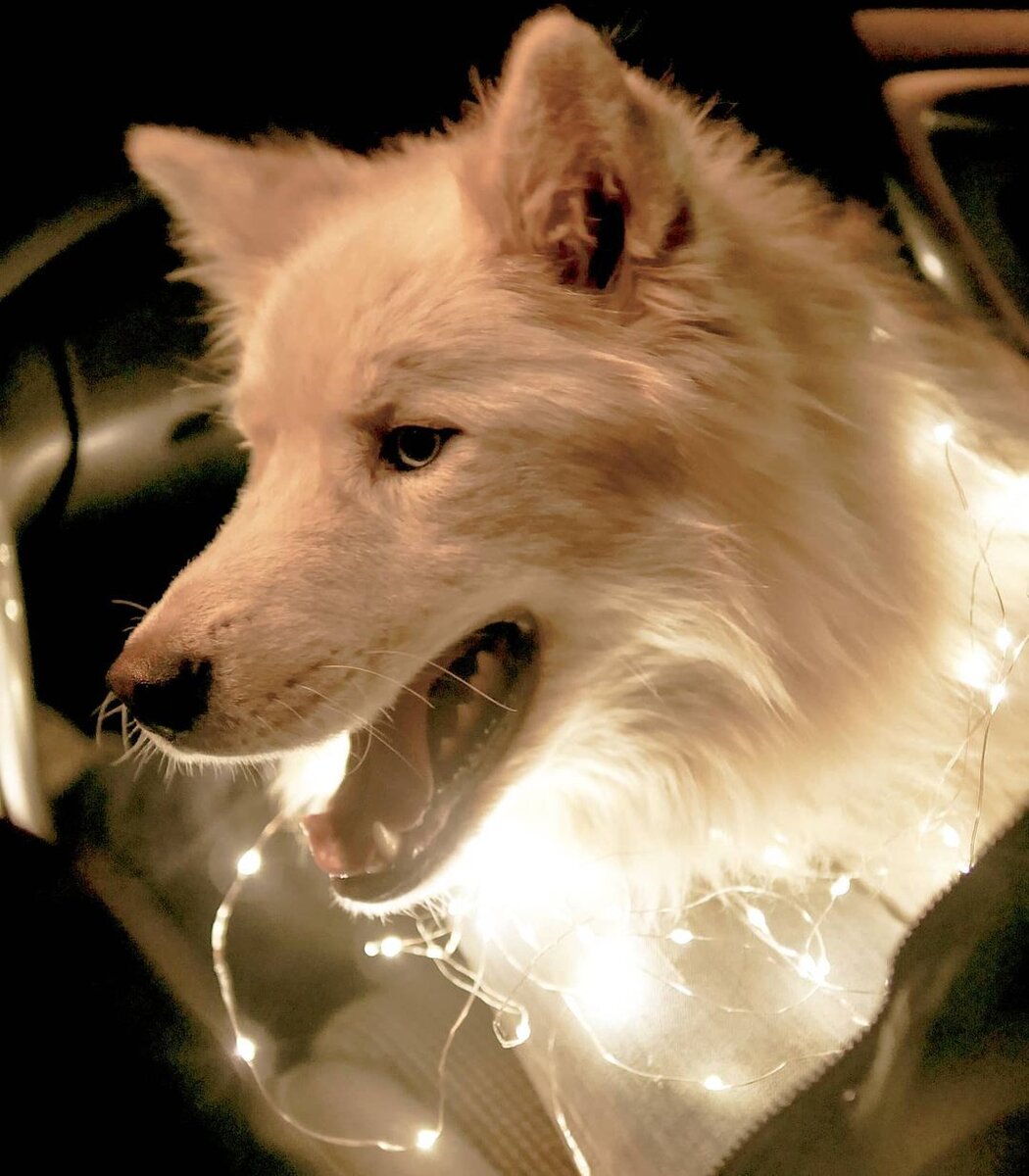 На фото #huskybeat_эйчпибакстер