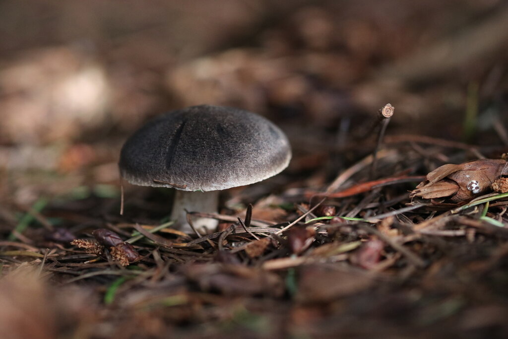 Рядовка Землистая Tricholoma terreum