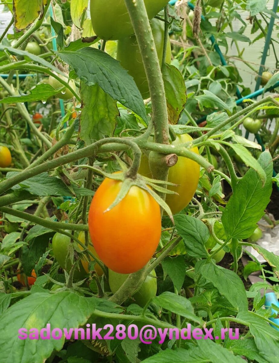 Фото автора Алесад. Как раз хорошо виден пенек от пасынка, на нем лежит  кисть уже с плодами.