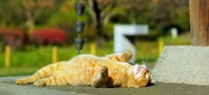 Источник Яндекс. Картинки 