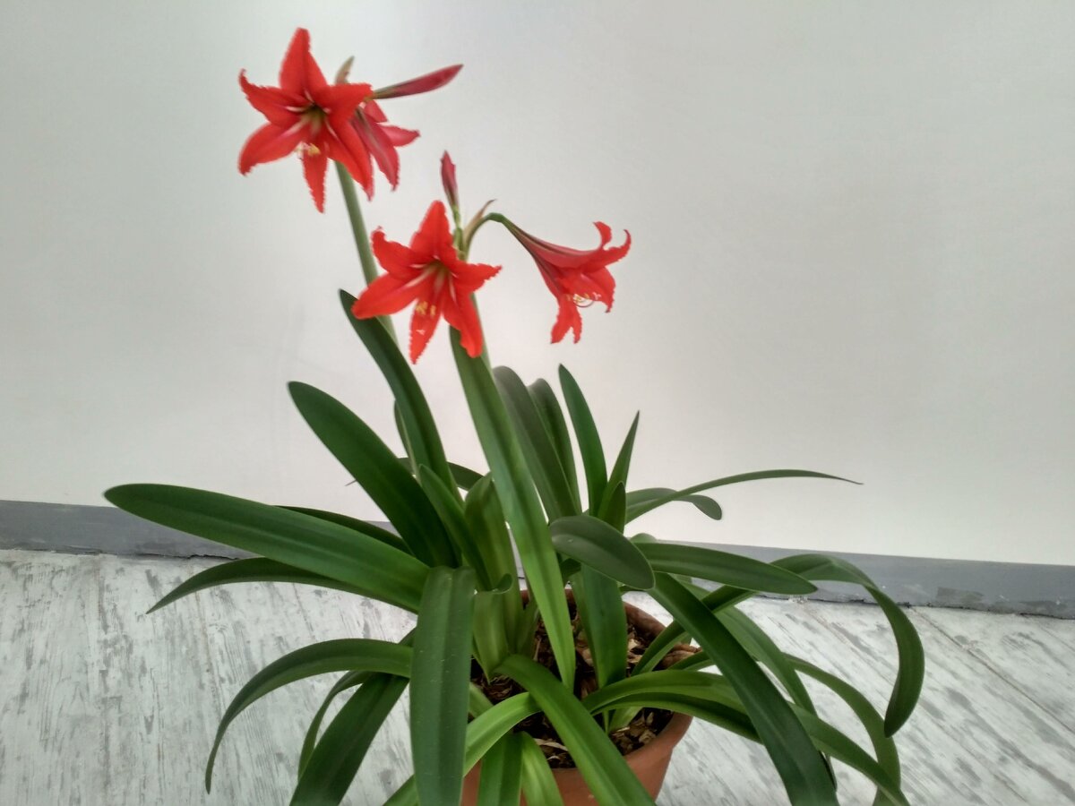 Крупные луковицы тесно прижаты друг к другу