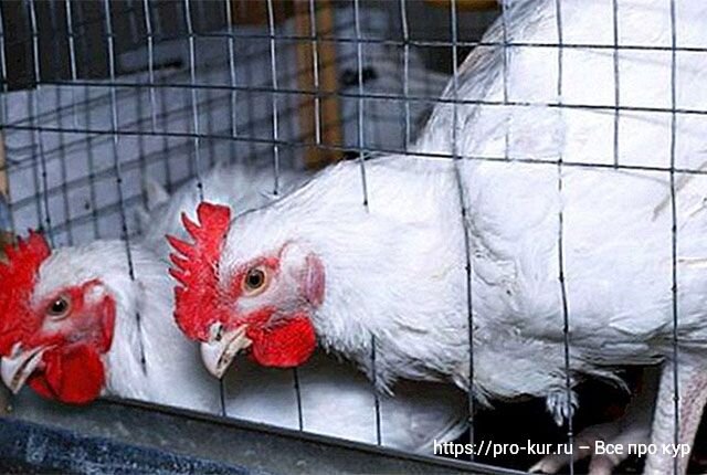 Бройлеров порода кобб 700. Кобб 700 арбор айкрес. Шекснинская птицефабрика. Отличие кобб 500 от кобб 700 бройлеров. Суточные цыплята бройлеры кобб 700.