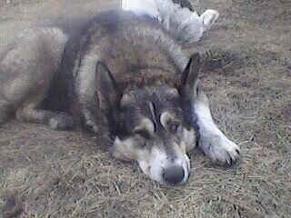 Вот такой ветер. 