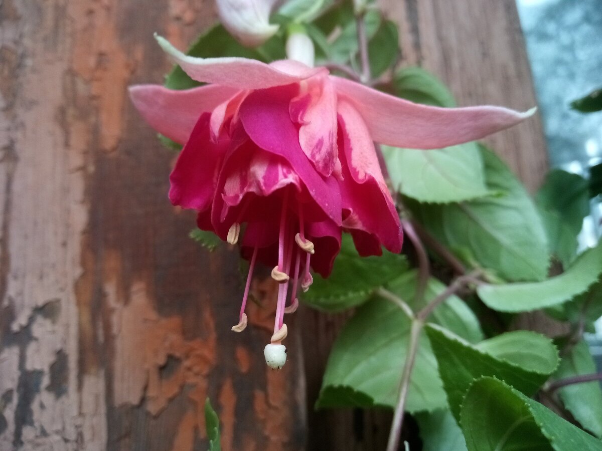 Лоскутная красота фуксии Giant Bicentennial