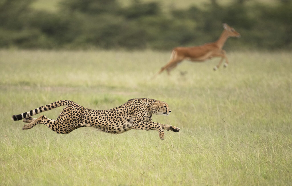 Гепард является самым быстрым наземным животным на Земле, а также имеет самое быстрое ускорение. Он бегает со скоростью до 114 км в час. Их тело имеет аэродинамическую структуру. Глубокая грудь, длинные ноги, удлиненный позвоночник, маленькая округлая голова на длинной шее и хвост помогают им бегать. Несмотря на то, что гепард является самым быстрым животным, они преследуют добычу где-то на 200-300 метров, и это меньше минуты. Потому что большое расстояние потребует большого количества энергии, и гепарды будут истощены. Вы также можете почитать о самых медленных животных  планеты.  