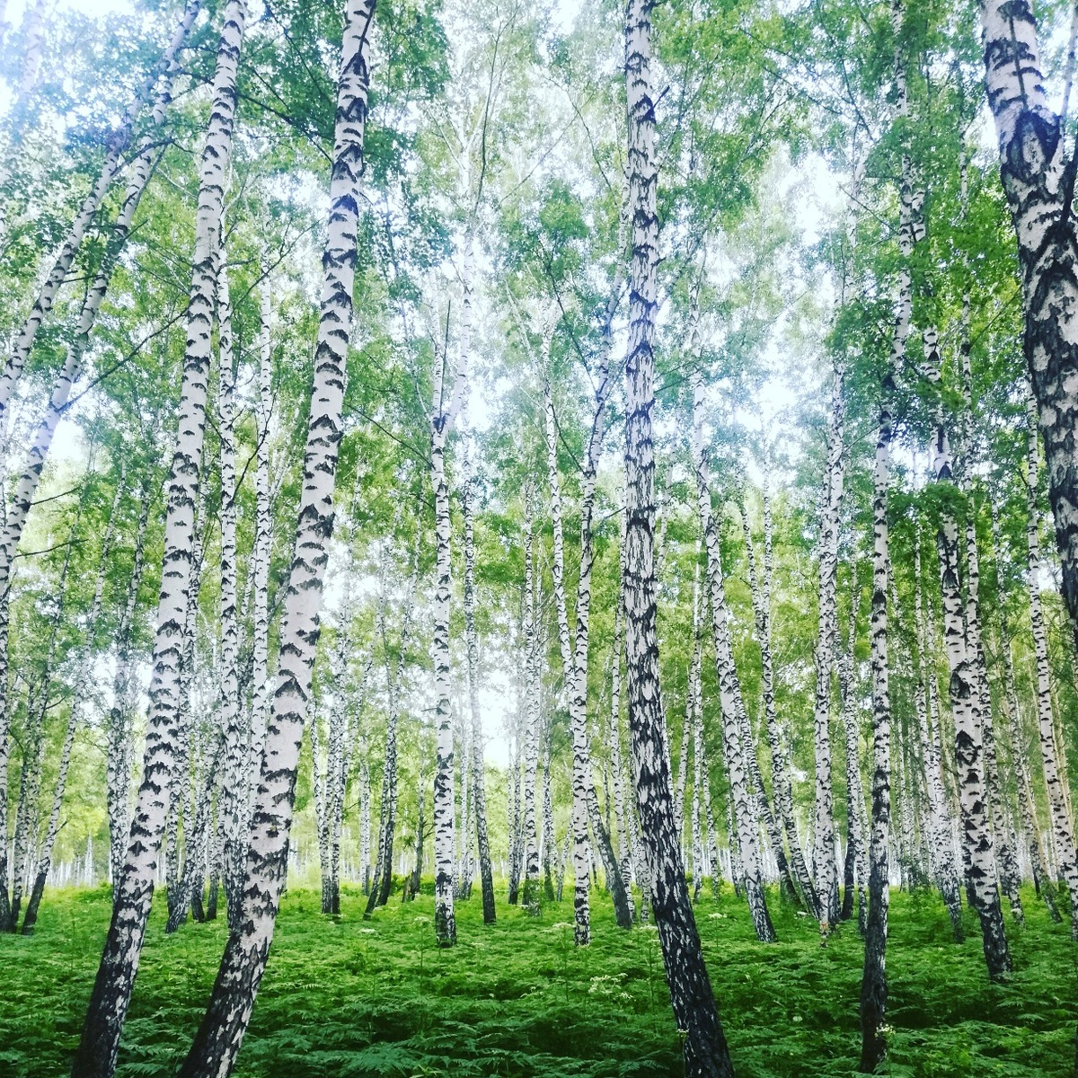 Фото мое. Кемеровская обл.