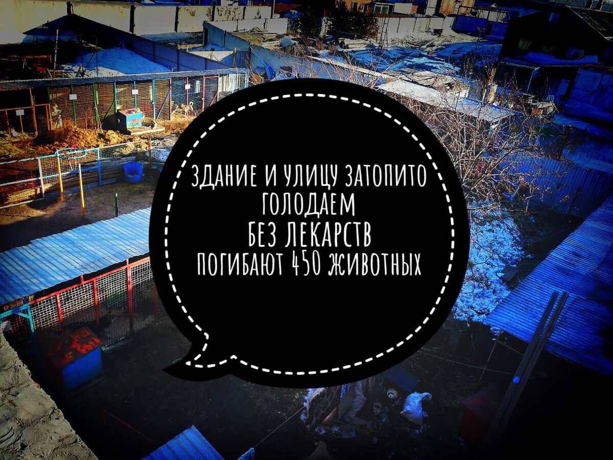 Приют для бездомных животных Омские хвостики