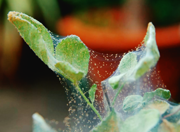 Наглядная работа клеща на комнатных растениях 