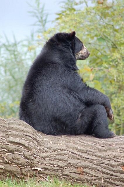 bear - half-girl, half-robot
