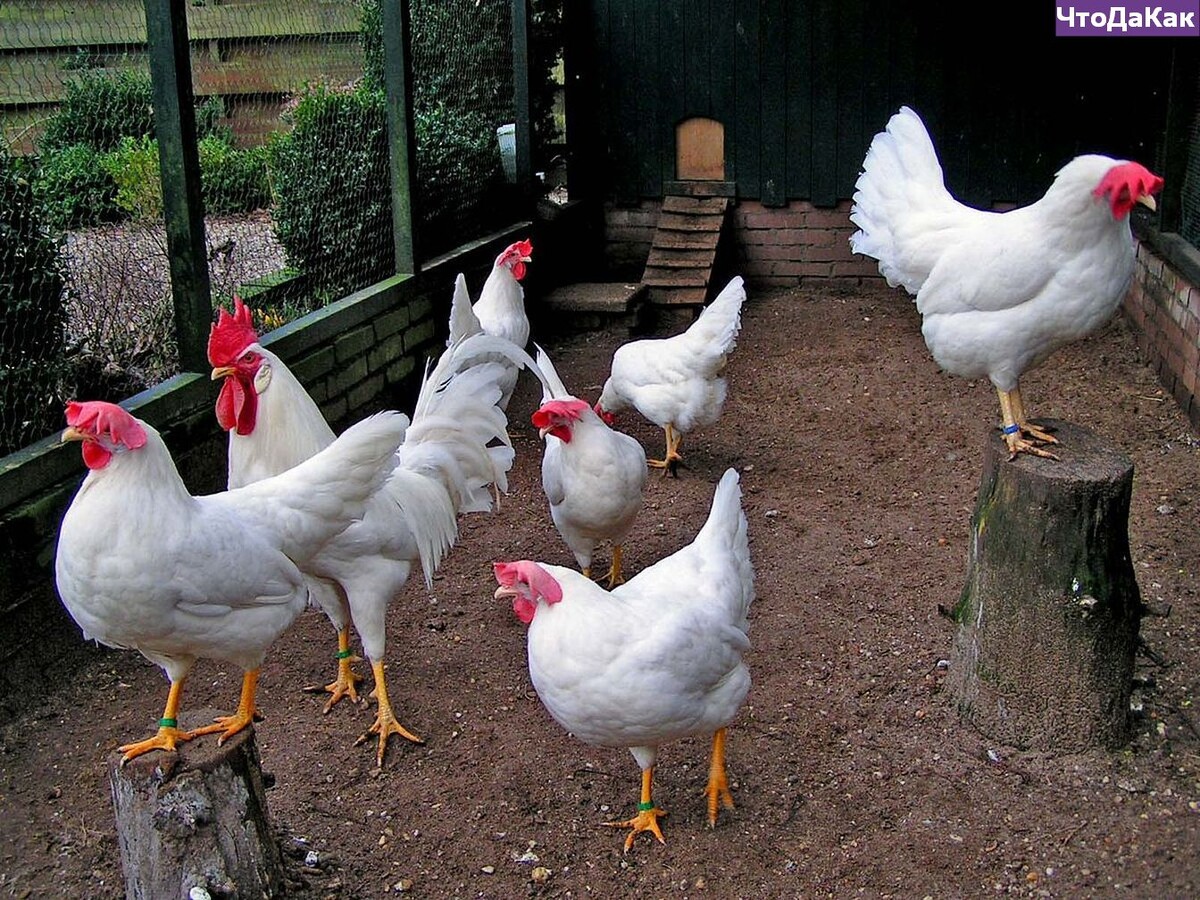 порода леггорн