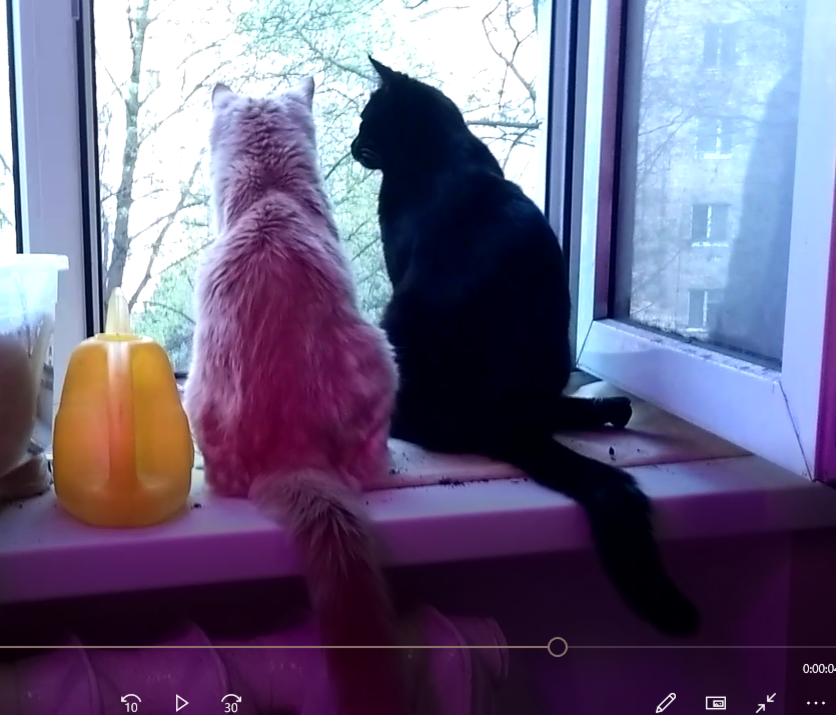 И хозяину не мешаем, и самим интересно!