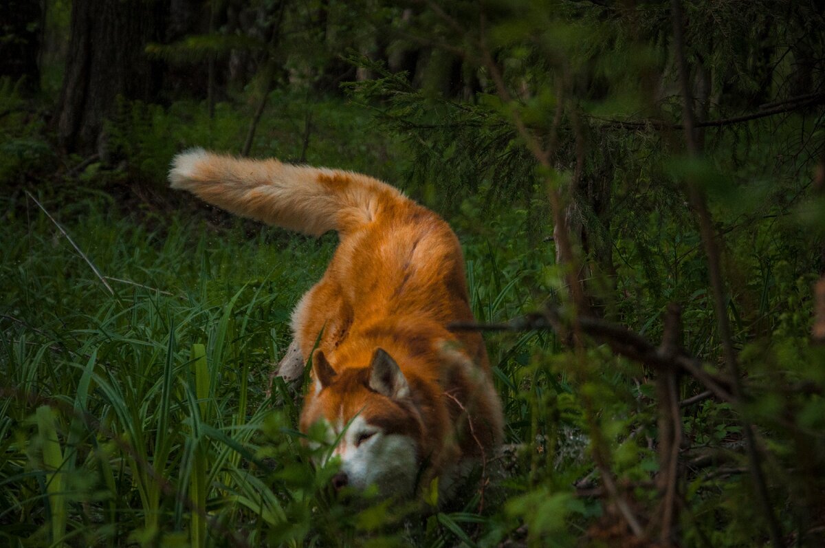 Игорь штурмует овраг