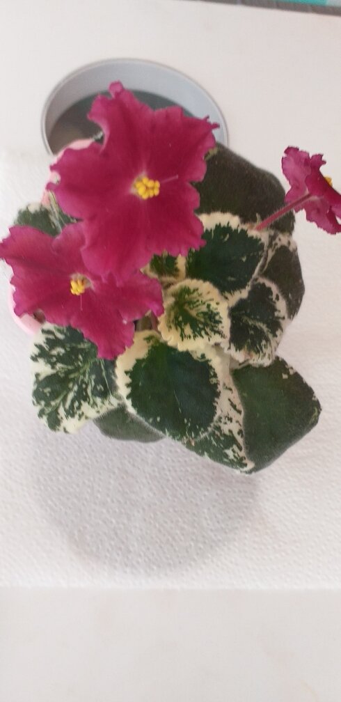 фиалка ЛЕ-КАРУСЕЛЬ. фото автора