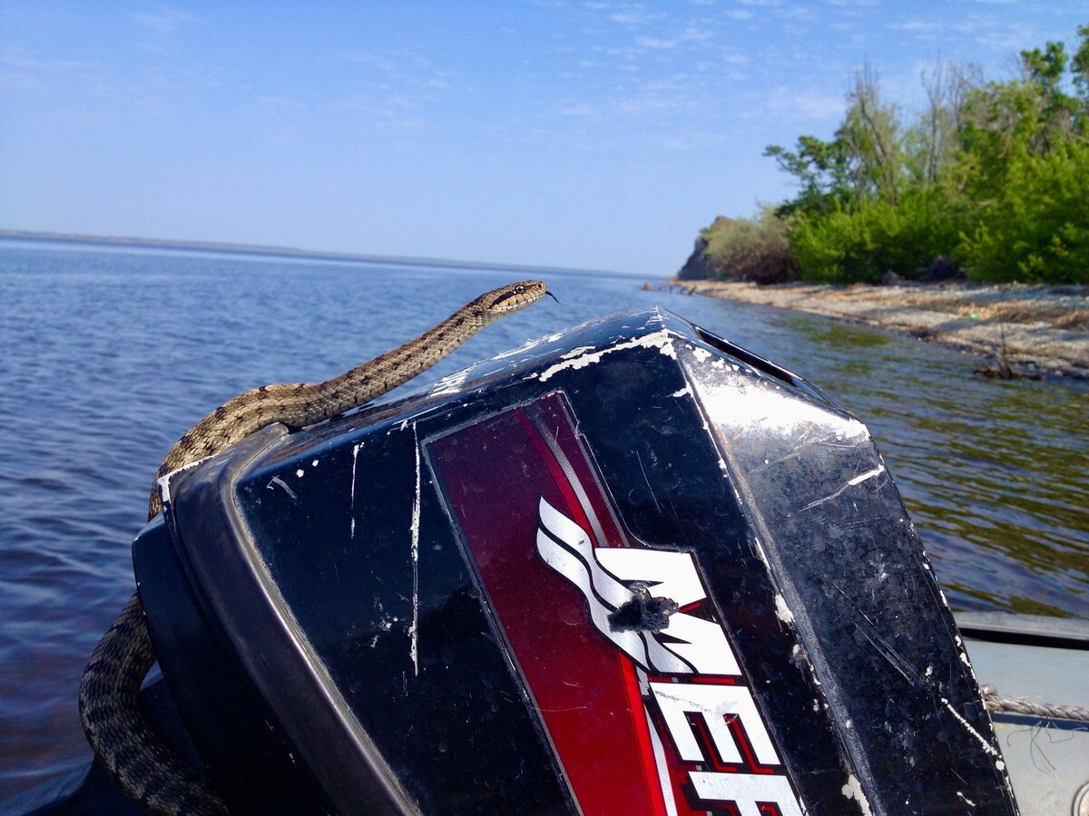 Матушка Волга. Фото автора