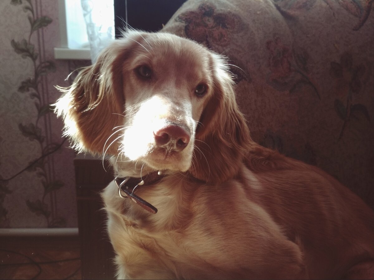 Мира. Лучшее в собаках - их мокрый нос