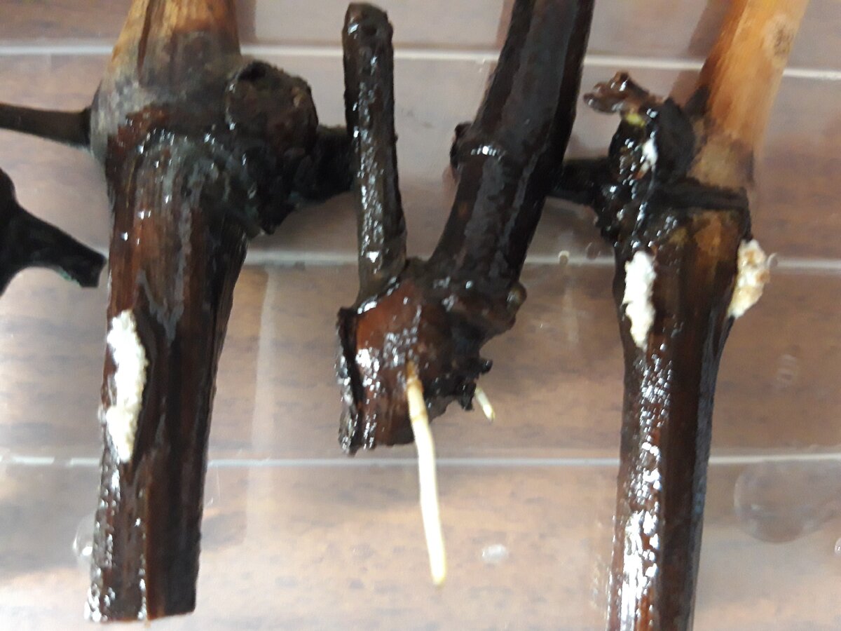 Такие корни наросли