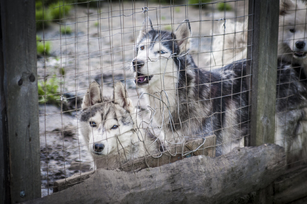 Серенький Север