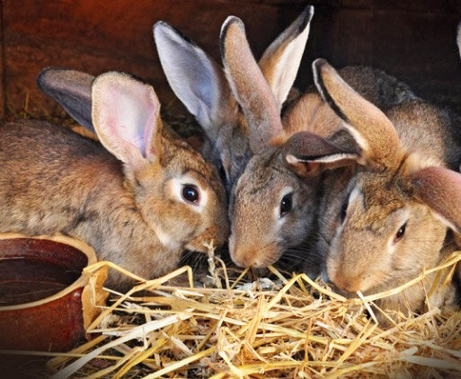 Соломенная трапеза. 