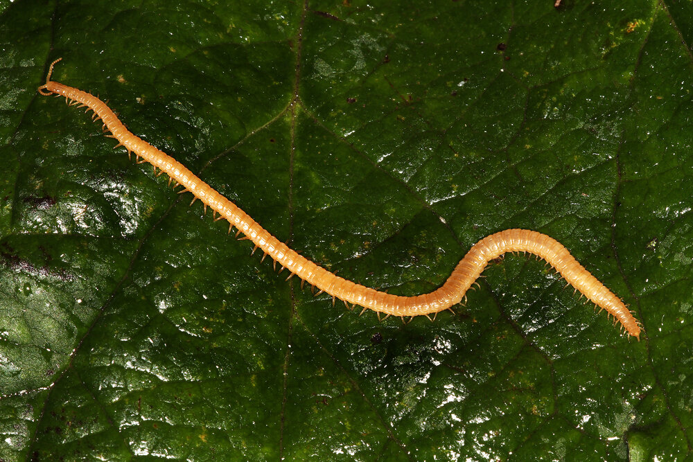 Проволочник на участке. Иллюстрация для статьи используется по стандартной лицензии ©life-hacky.ru